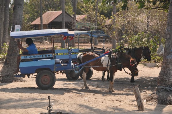 tn_045 Gili Air Cidomo.JPG