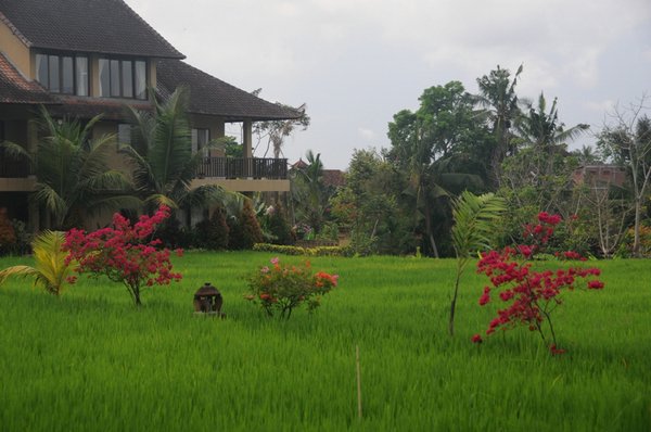 tn_150 Ubud Sri Bungalows.JPG