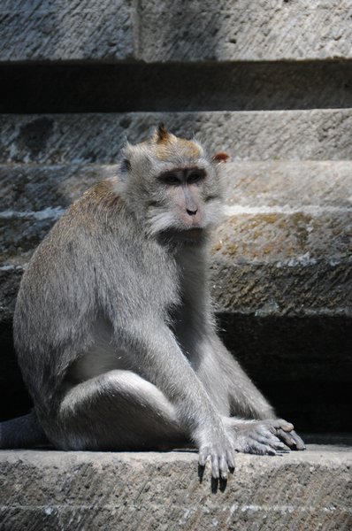 tn_215 Ubud Money Forest.JPG