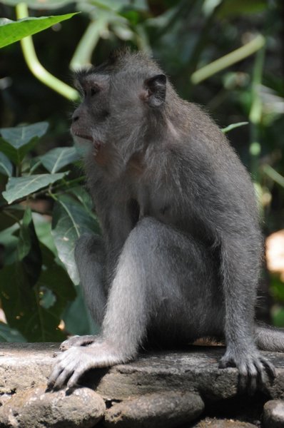 tn_216 Ubud Money Forest.JPG