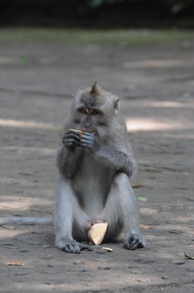 tn_220 Ubud Money Forest.JPG