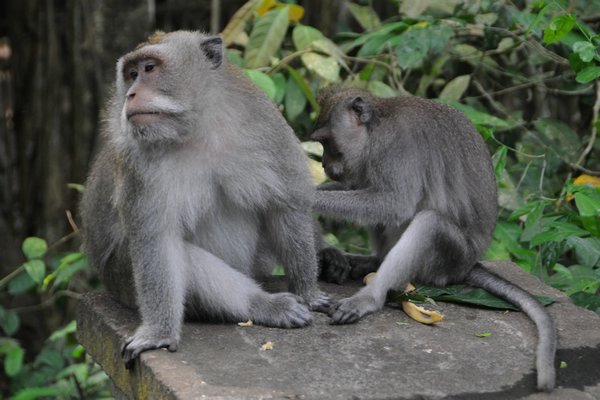 tn_224 Ubud Money Forest.JPG