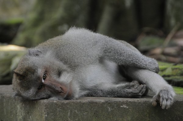 tn_225 Ubud Money Forest.JPG