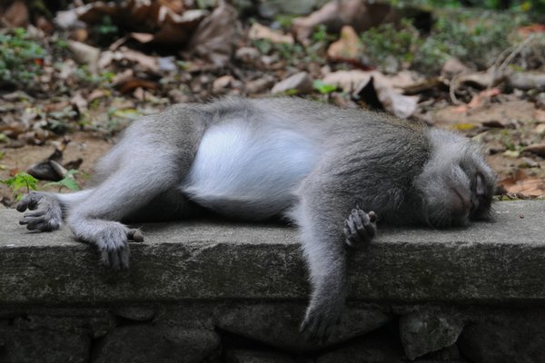 tn_229 Ubud Money Forest.JPG