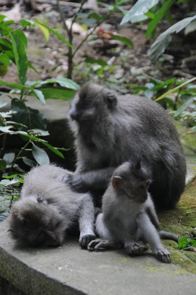 tn_230 Ubud Money Forest.JPG