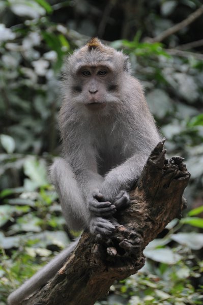 tn_232 Ubud Money Forest.JPG