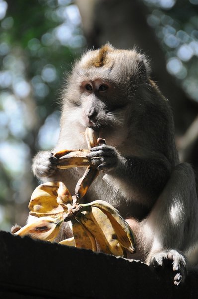 tn_234 Ubud Money Forest.JPG