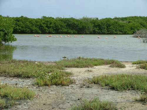 054 Lac Bay Flamingos.JPG