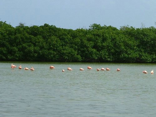 055 Lac Bay Flamingos.JPG