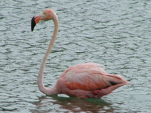 061 Lac Bay Flamingos.JPG