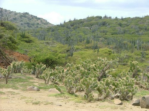 077 Washington Slagbaai park.JPG