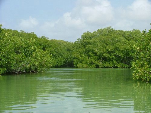 138 Lac Bay Mangrove.JPG