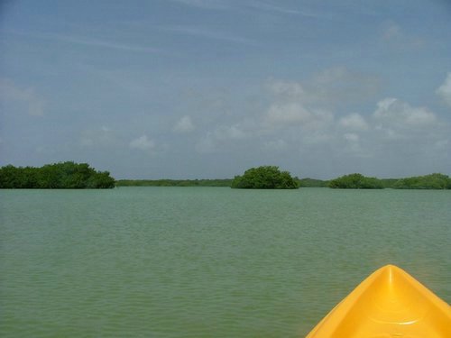 139 Lac Bay Mangrove.JPG