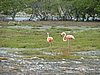 056 Lac Bay Flamingos.JPG