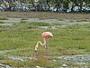 060 Lac Bay Flamingos.JPG