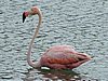 061 Lac Bay Flamingos.JPG