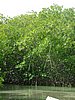 134 Lac Bay Mangrove.JPG