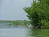 136 Lac Bay Mangrove.JPG