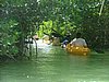 137 Lac Bay Mangrove.JPG