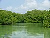 138 Lac Bay Mangrove.JPG