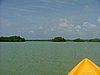 139 Lac Bay Mangrove.JPG