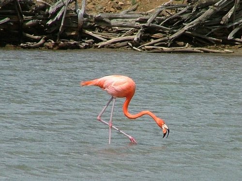 047 Flamingo.JPG