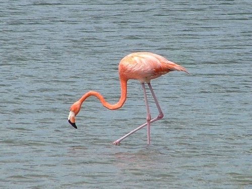 048 Flamingo.JPG