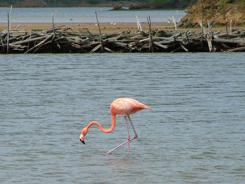 049 Flamingo.JPG