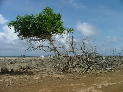 058 Washington slagbaai park.JPG