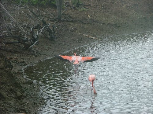 088 Washington slagbaai park.JPG