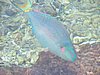 017 Parrot fish.JPG