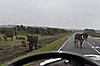 tn_108  New Forest.jpg