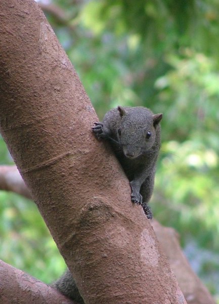 073 Sunda Squirrel.JPG