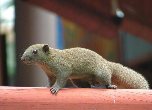 074 Sunda Squirrel.JPG