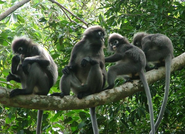129 Dusky Leaf monkey.JPG