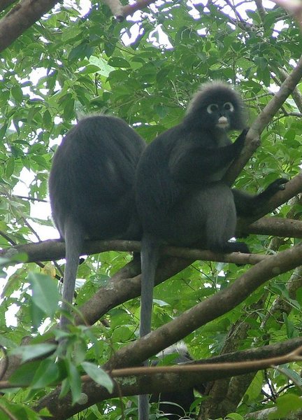 130 Dusky Leaf monkey.JPG