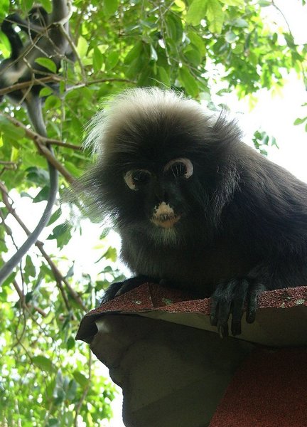 131 Dusky Leaf monkey.JPG