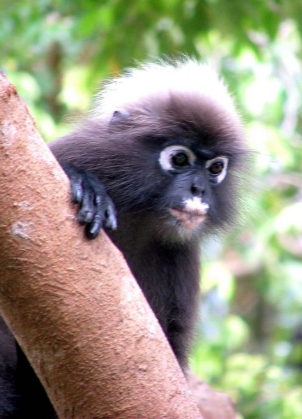 135 Dusky Leaf monkey.JPG