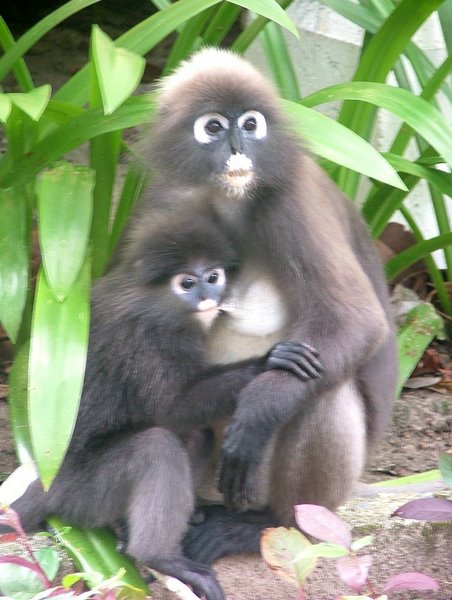 136 Dusky Leaf monkey.JPG