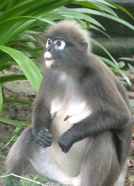 138 Dusky Leaf monkey.JPG