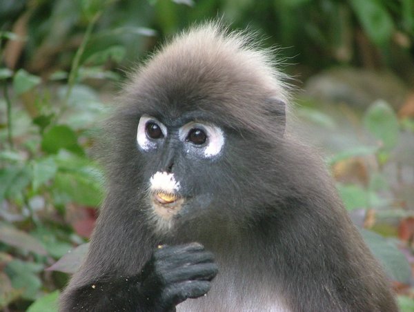 141 Dusky Leaf monkey.JPG