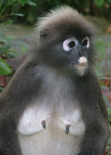 142 Dusky Leaf monkey.JPG