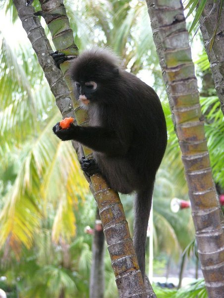 143 Dusky Leaf monkey.JPG