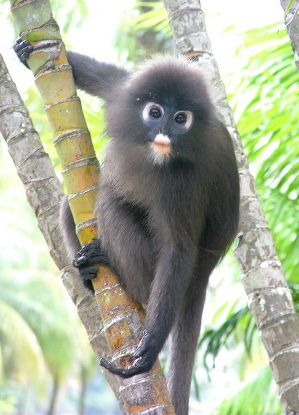 144 Dusky Leaf monkey.JPG