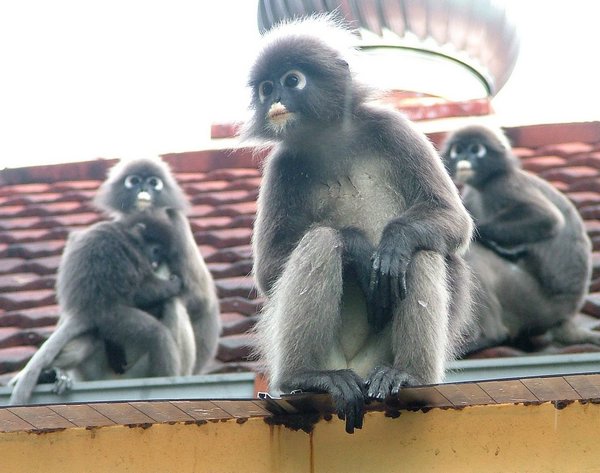 145 Dusky Leaf monkey.JPG
