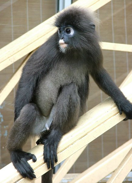 146 Dusky Leaf monkey.JPG