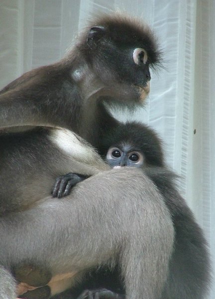 148 Dusky Leaf monkey.JPG