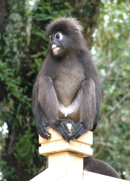 149 Dusky Leaf monkey.JPG