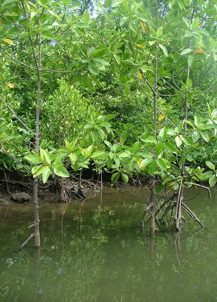 155 Mangrove.JPG