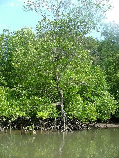 156 Mangrove.JPG